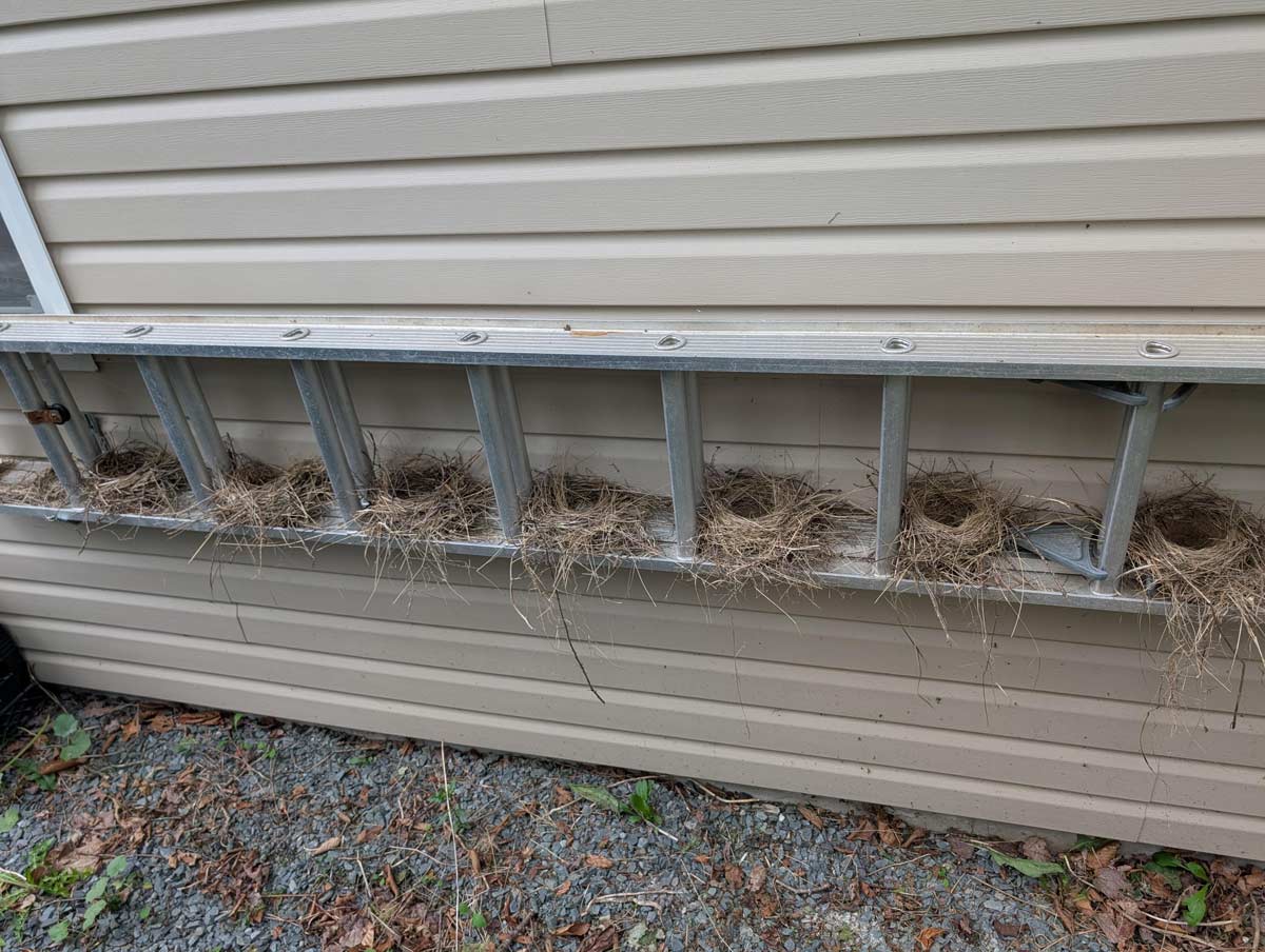 A bird made 8 consecutive nests in my ladder, each one more complex than the last