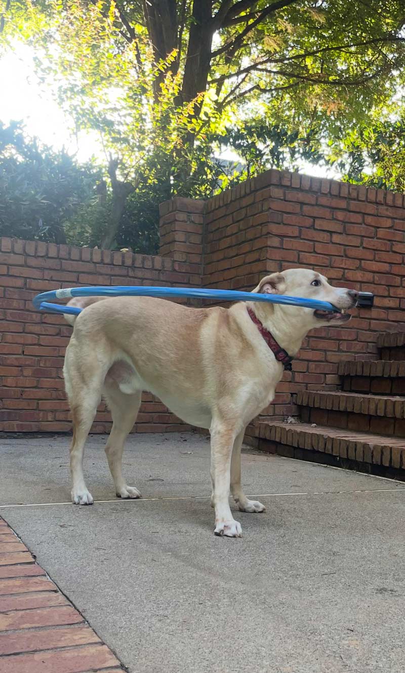 Other people’s dogs Sit, stay, good boy. My dog I can’f gef tha hooa hoof outta ma mouf