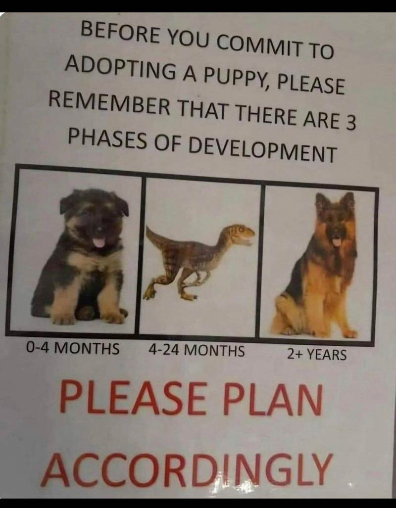 Planning to adopt a puppy Make sure you're ready for the velociraptor phase