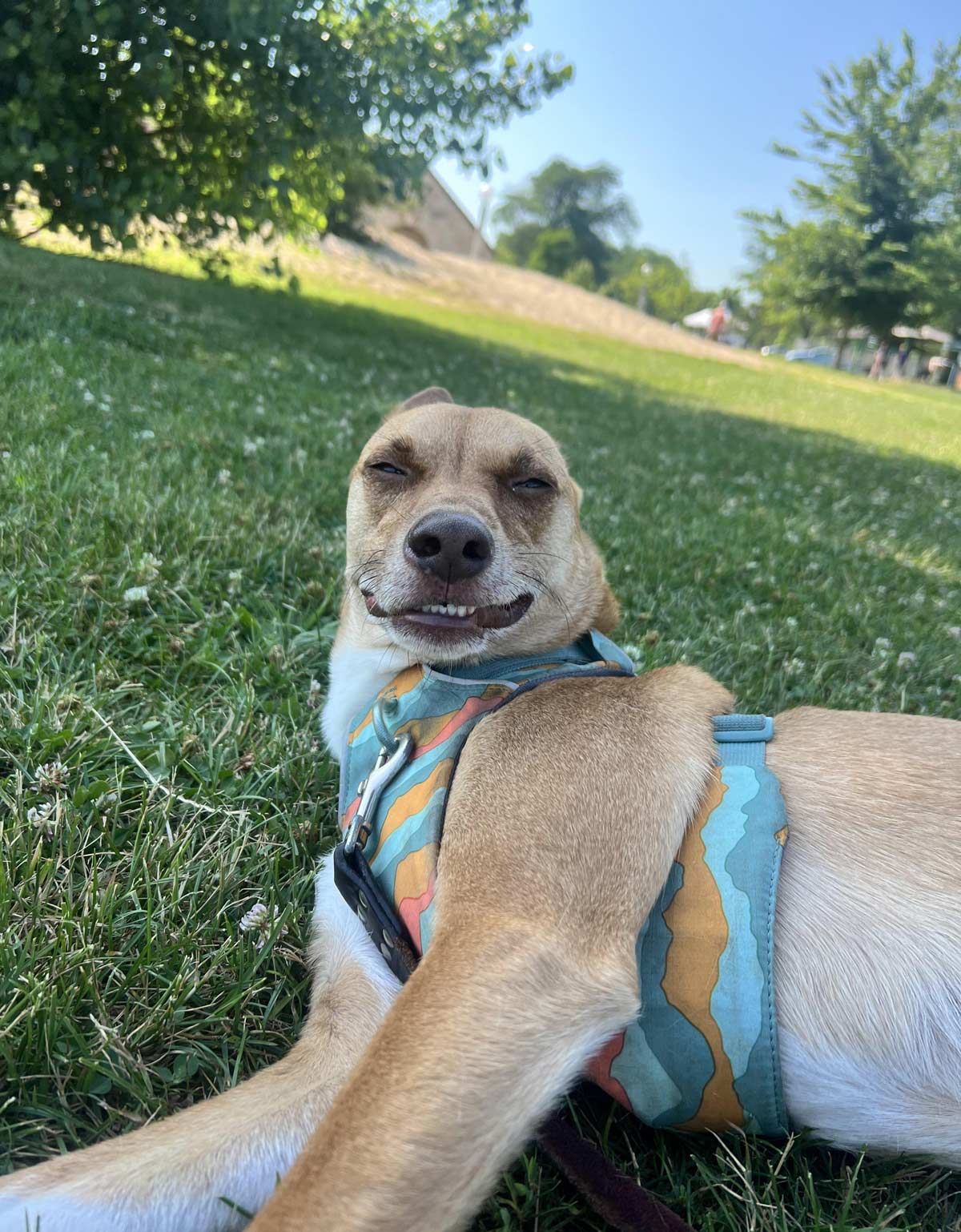 Cheesin