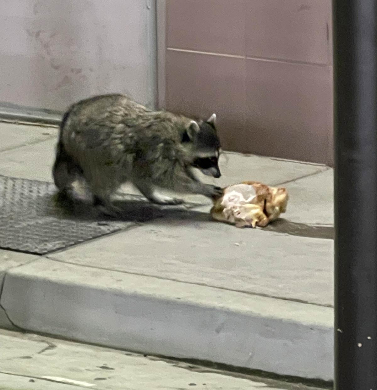 Winner, Winner, Chicken...Thief?