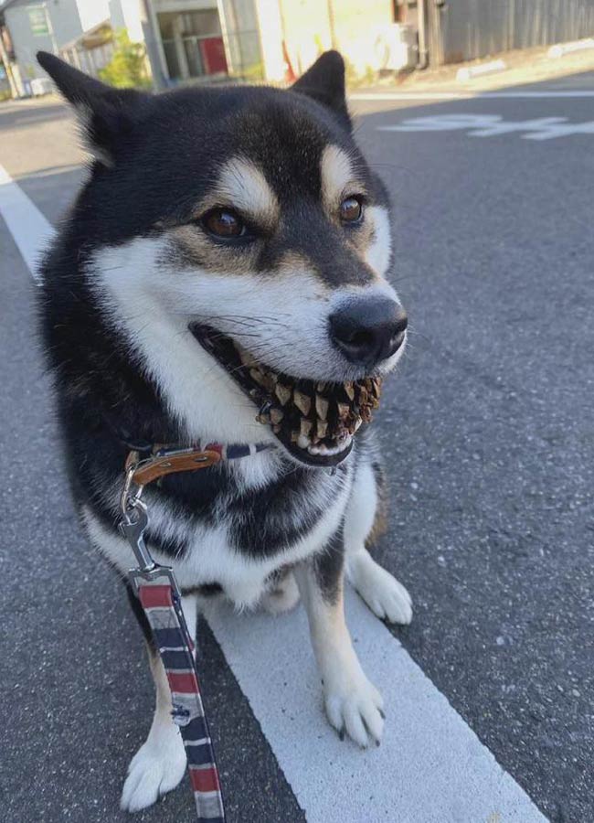 Dog with a pine cone
