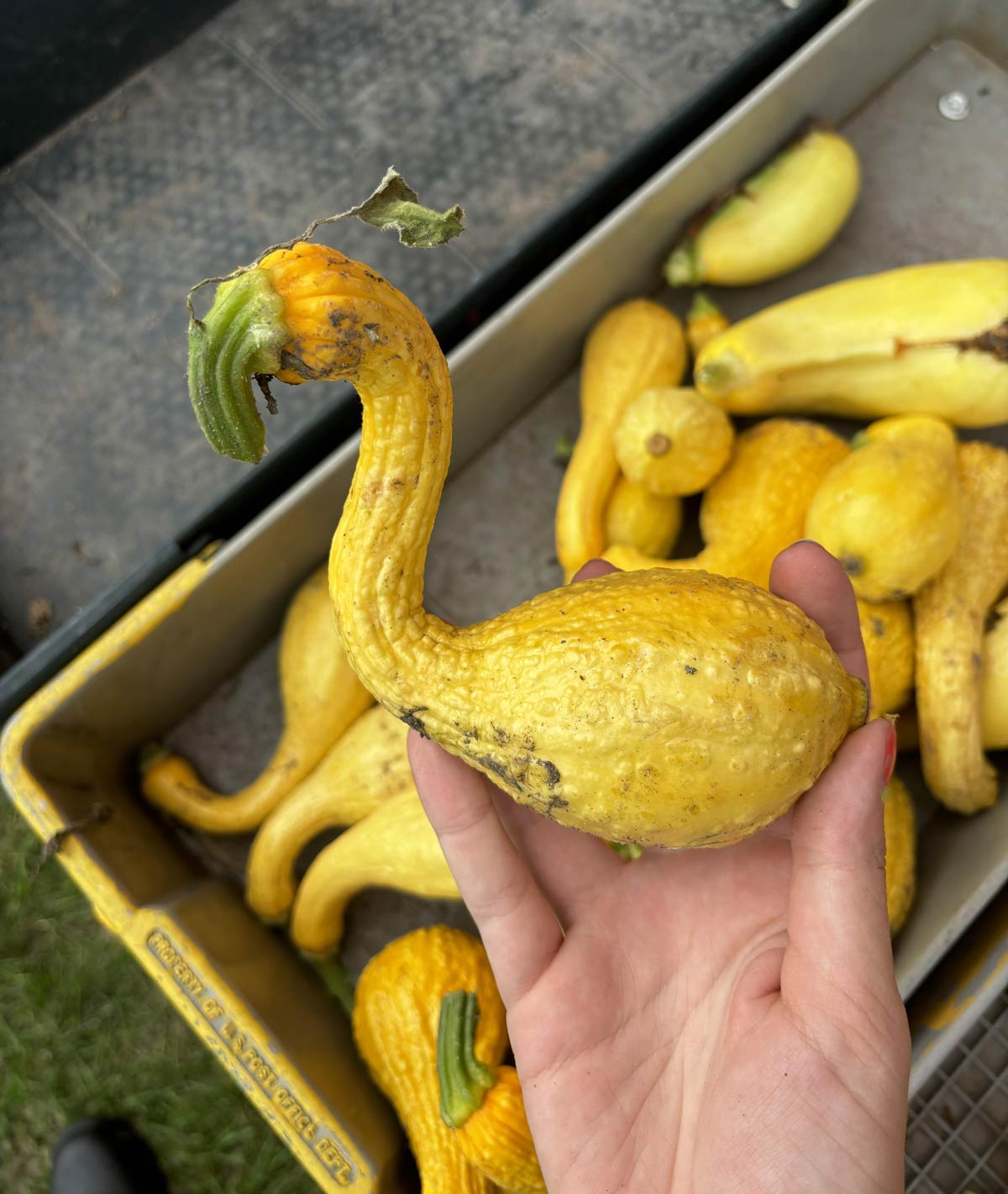 Flamingo shaped fruit
