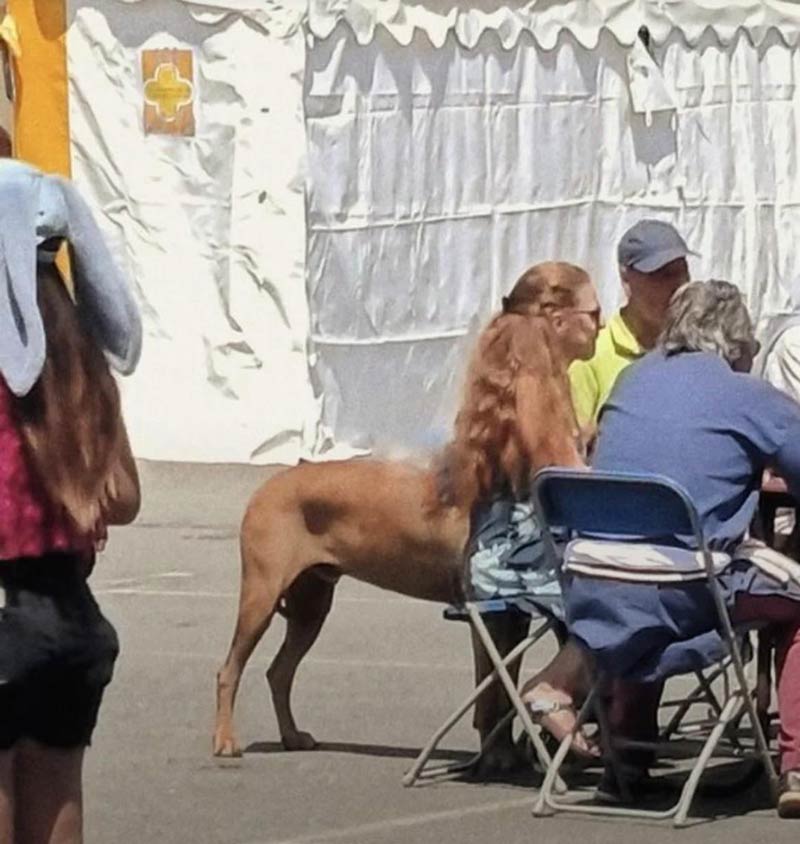 Narnia and the Golden Mullet