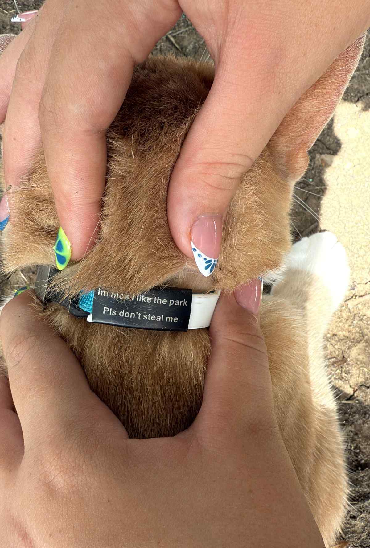 Honest Cat Collar