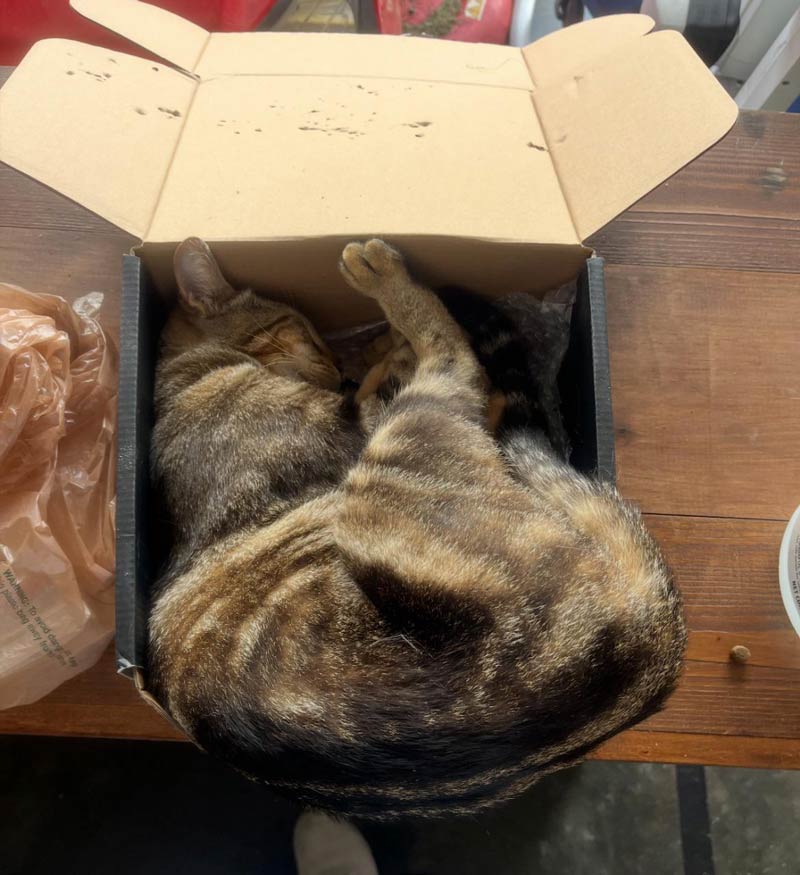 If I fits. I sleeps