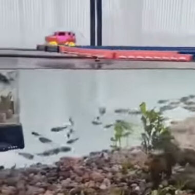 It’s time to walk the fish