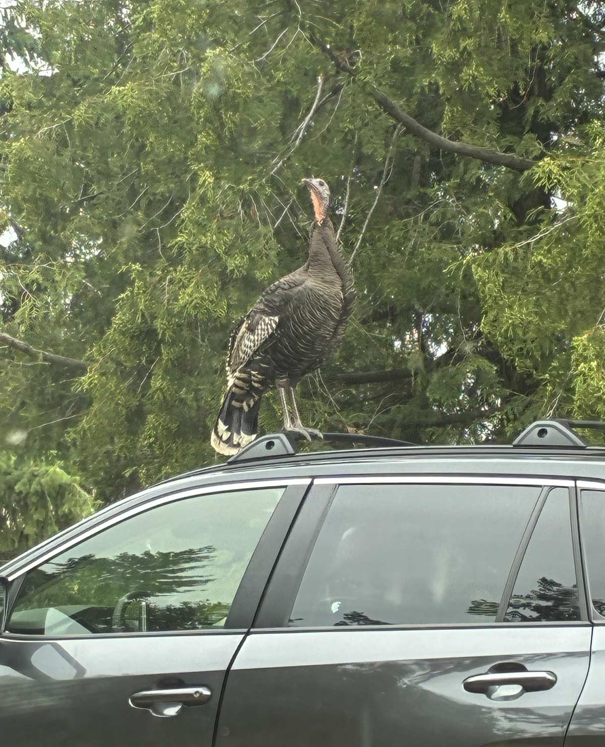 New car got turkeyed and she’s very proud