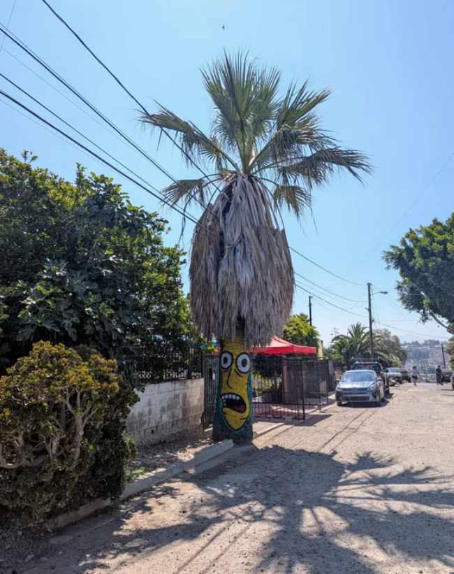 Sideshow Palm