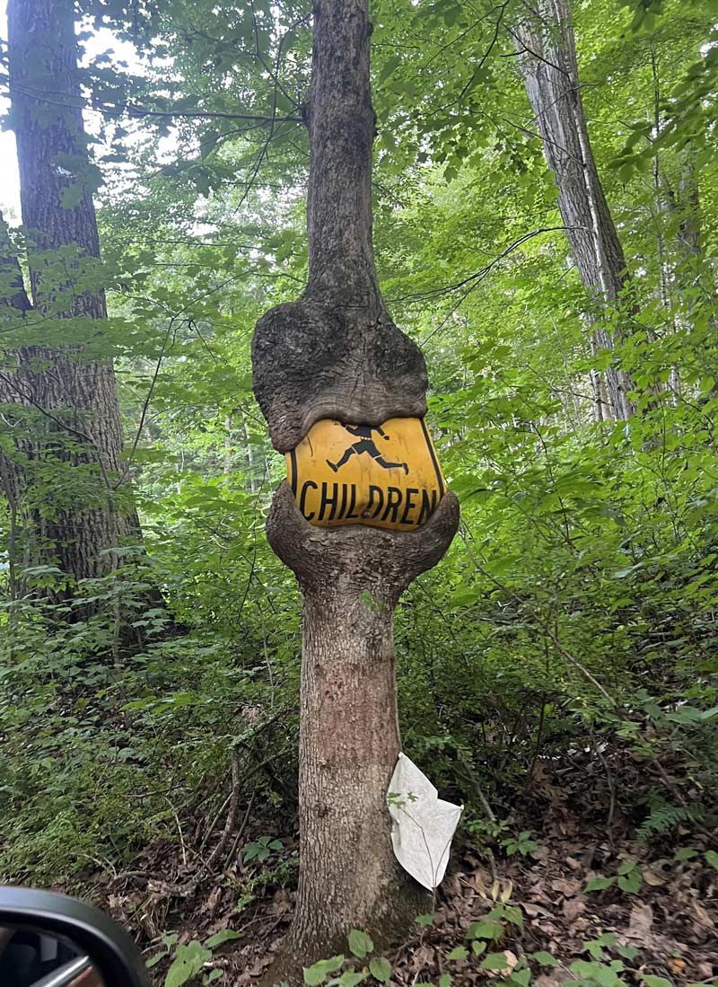 Tree swallowed a street sign