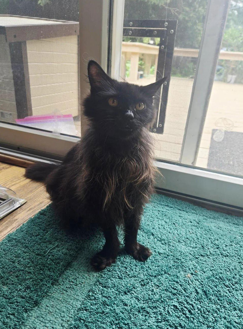 My friends cat has the longest paws I've ever seen