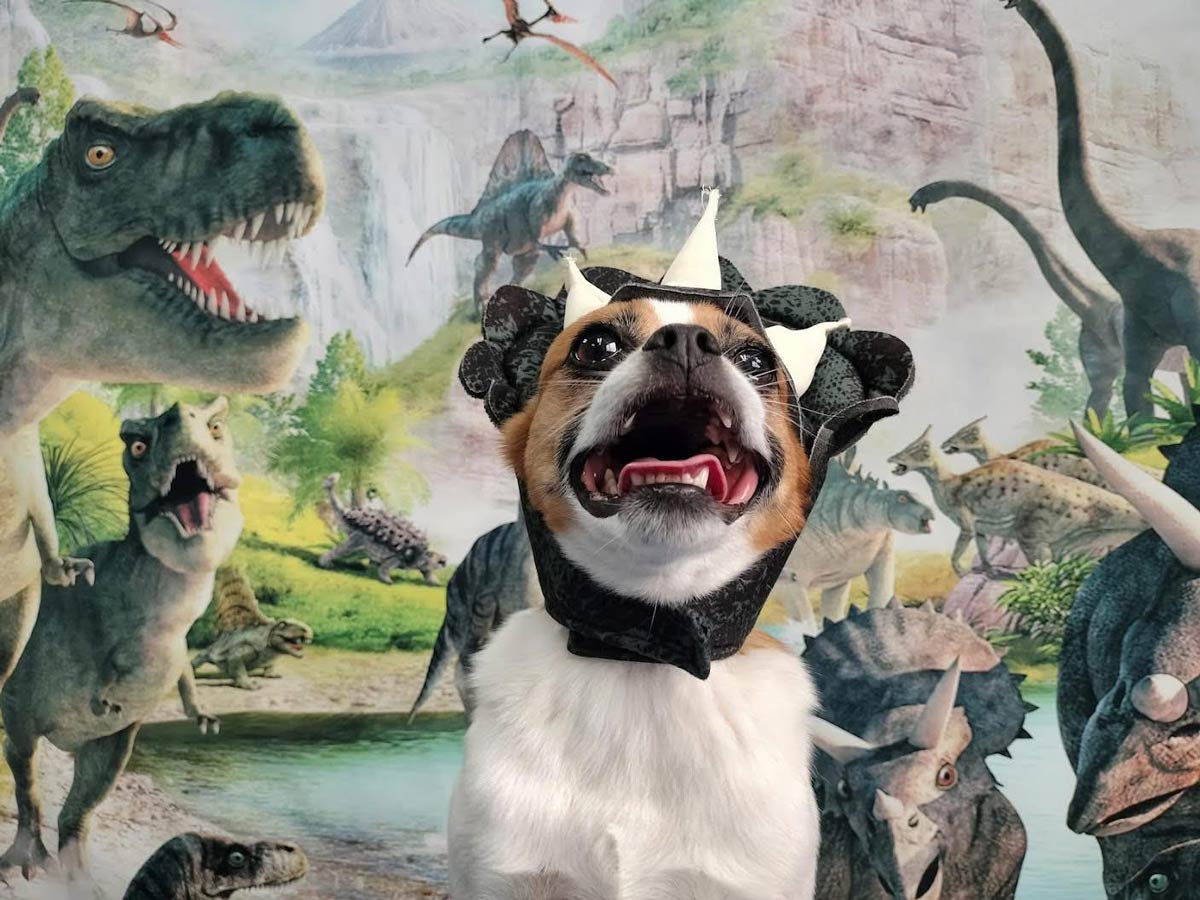 Today was Jurassic Park theme at doggy daycare