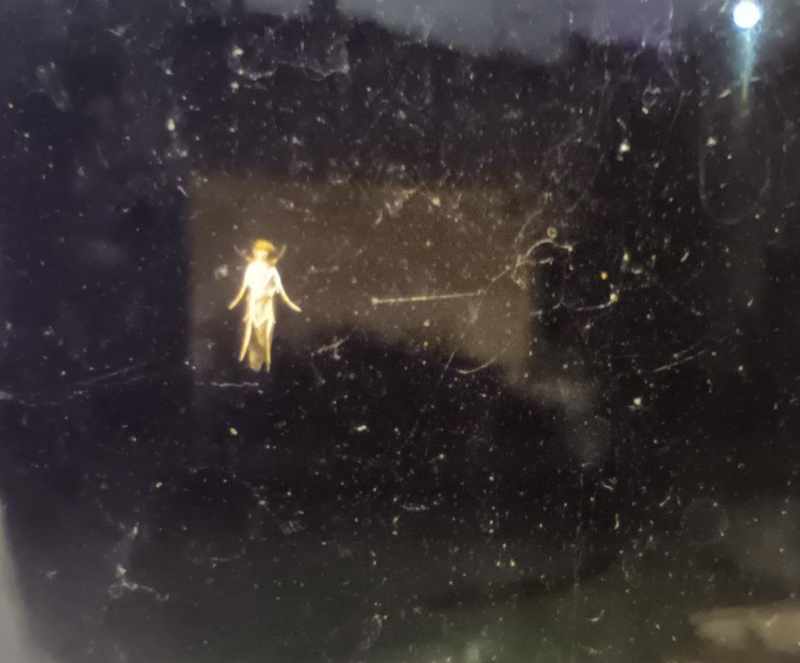 This bug on the outside of my window looks like a fairy