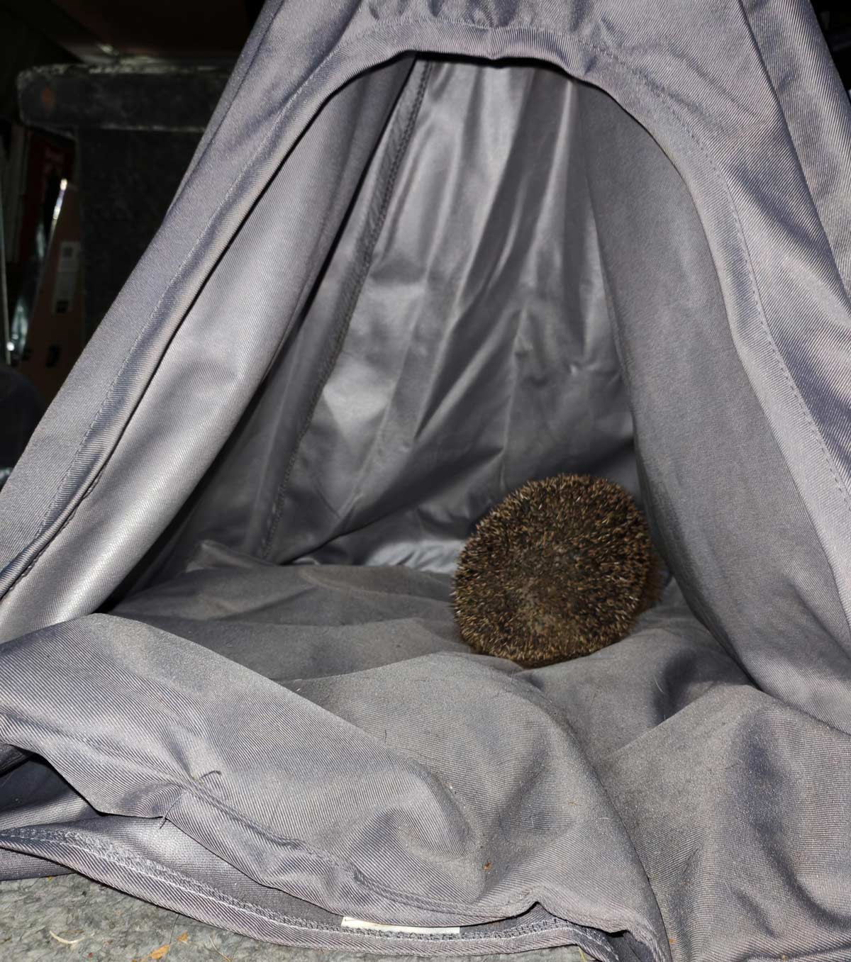 Found a hedgehog in my garage in the cat tent