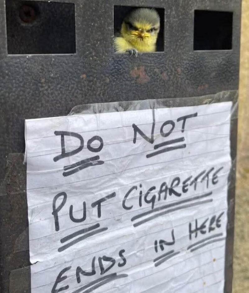 Birb looks fed up