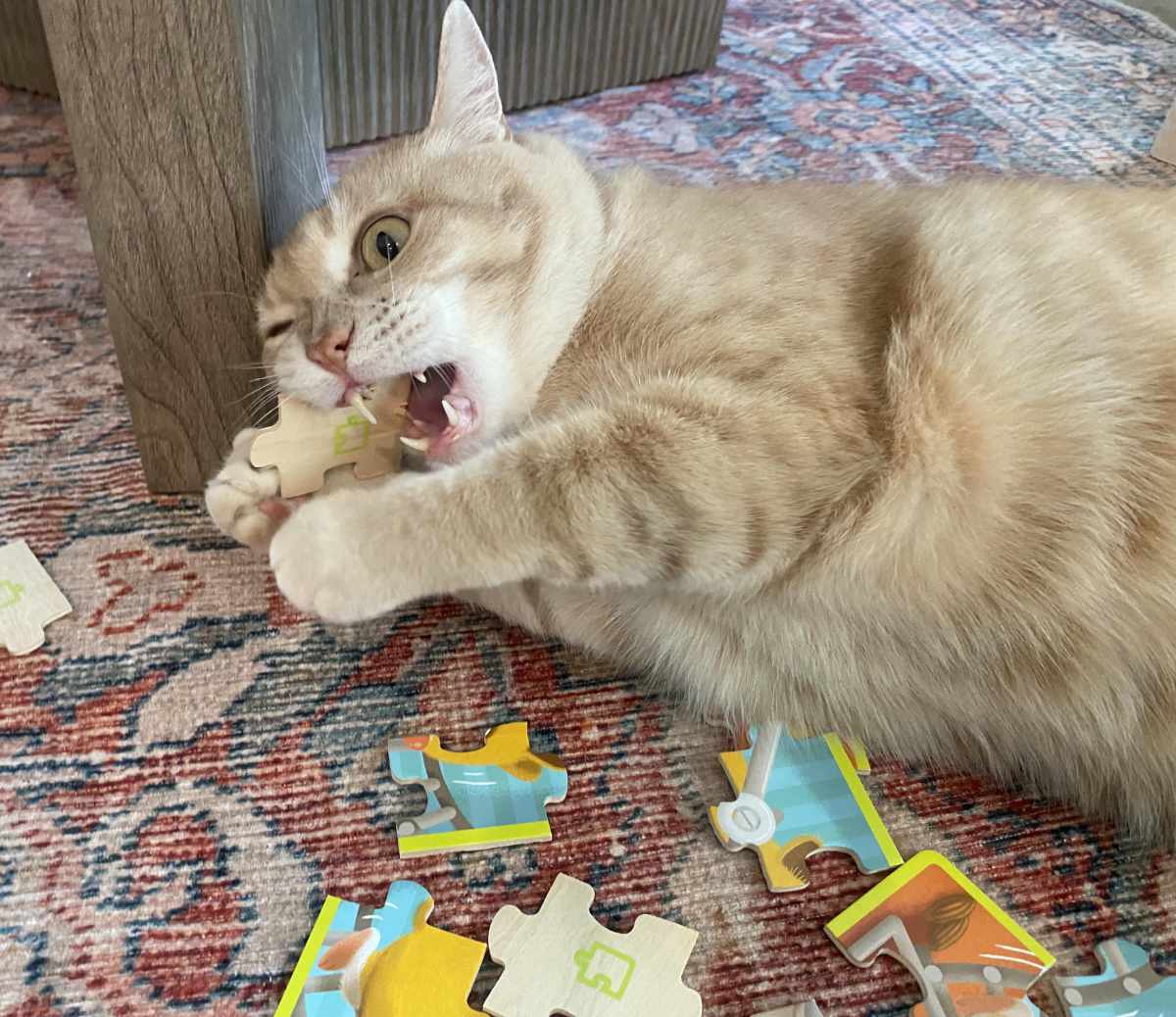 My son and my cat each like puzzles for different reasons