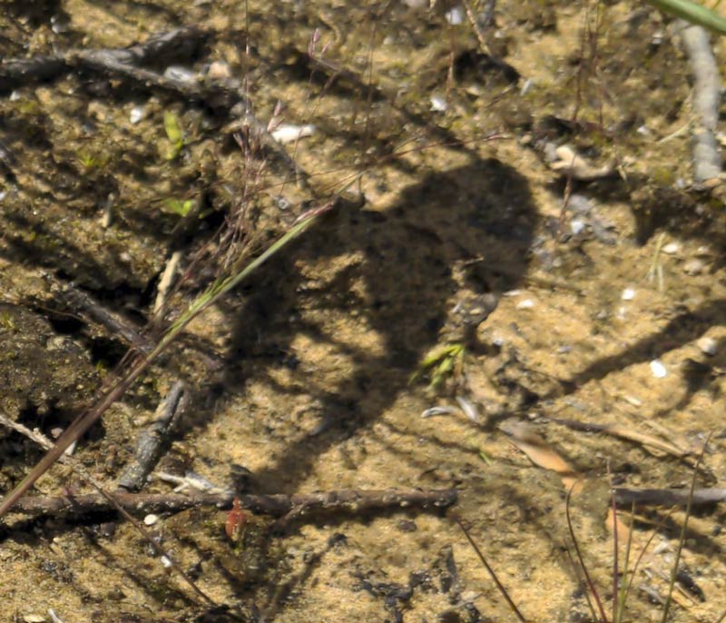 Went to take a picture of a frog but it jumped right as I took it so all I got was this stupid sexy frog shadow