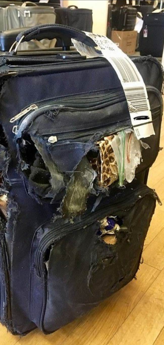 Suitcase after getting down from flight. Looks like the airport hired Cocaine Bear to sniff out contraband