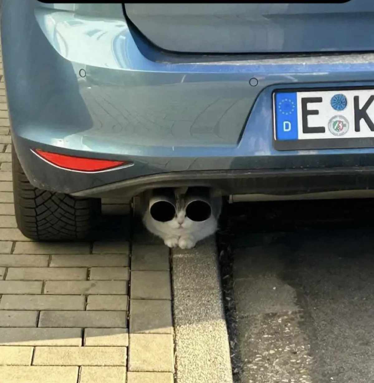 Twin-turbo meowcharger spotted in the wild