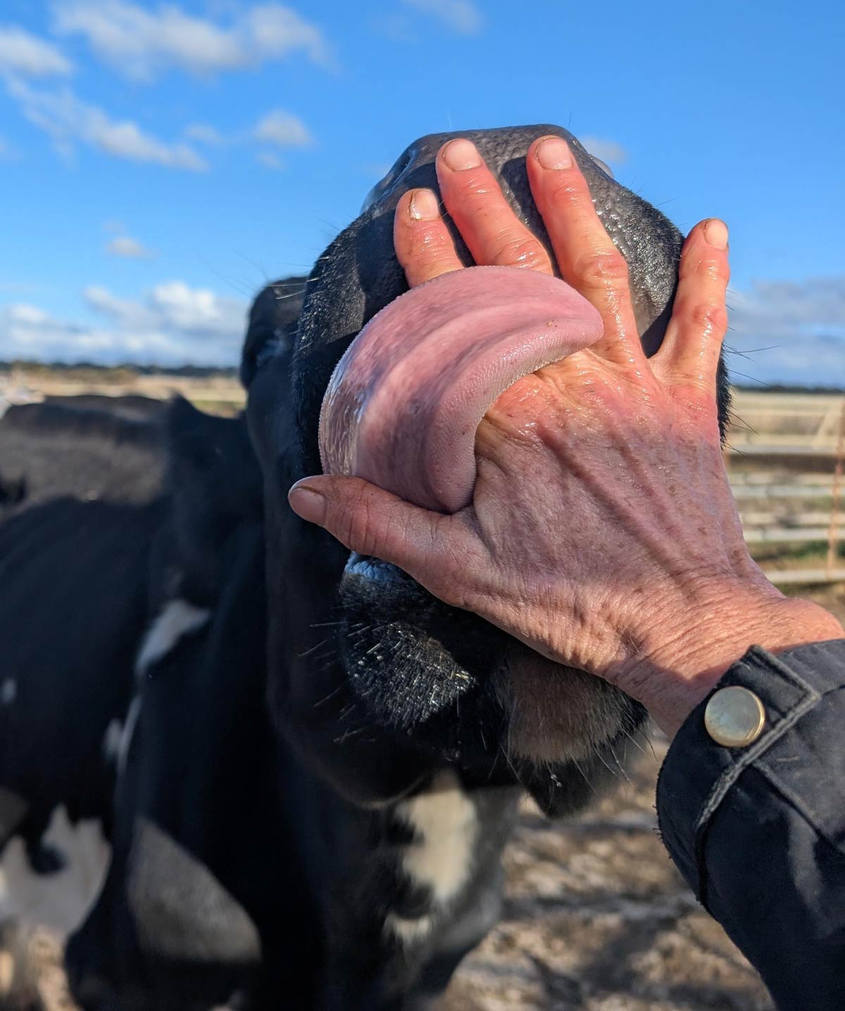 How not to stop a cow!