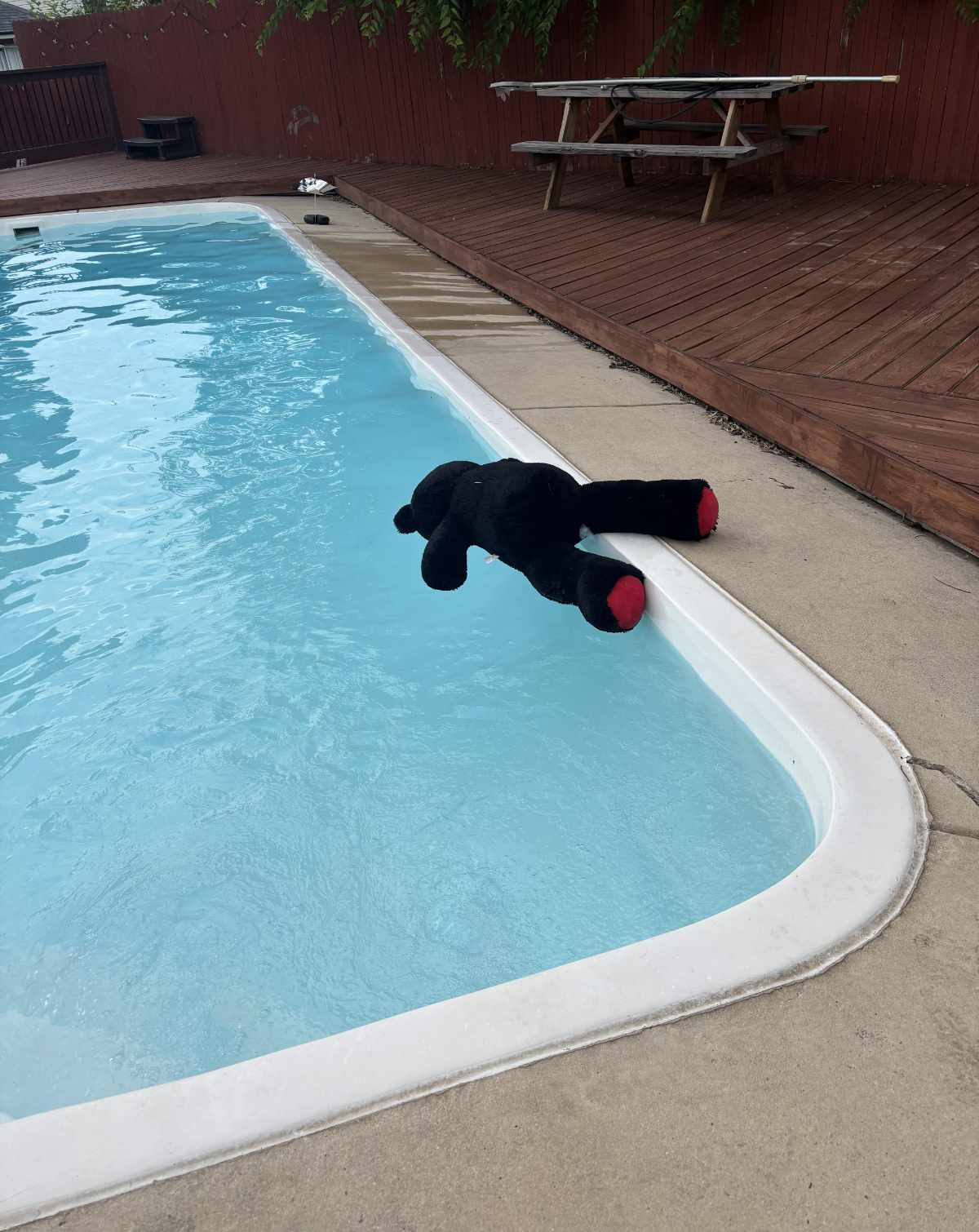 My friend’s dog brought his stuffed bear outside to the pool and this happened. Looked like a murder scene