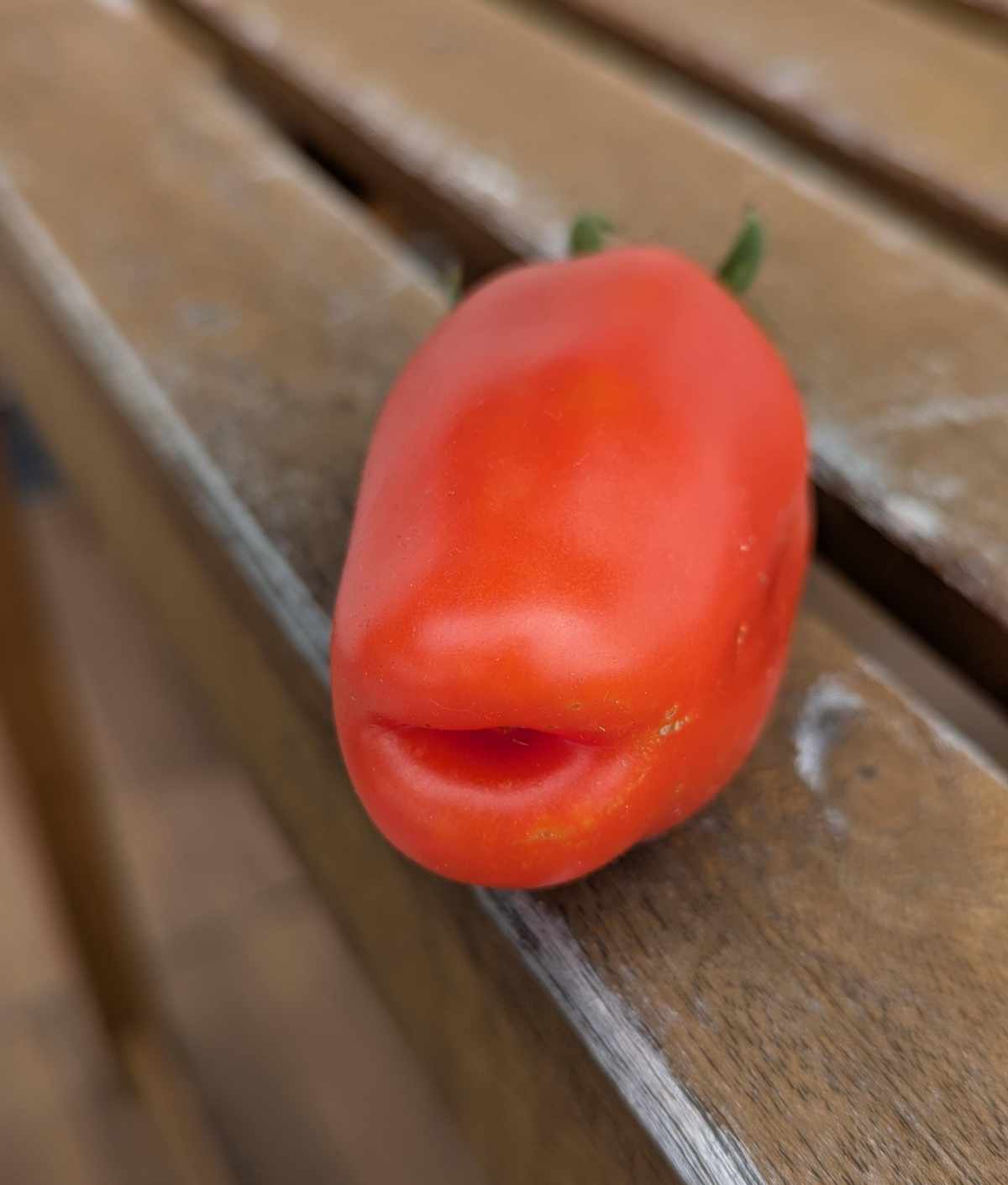 My tomato has plump lips