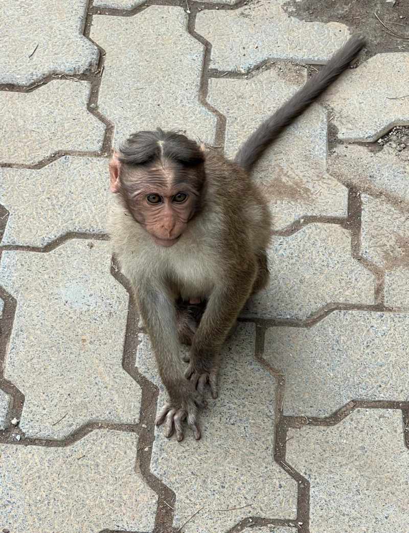 This monkey with a unique hairstyle