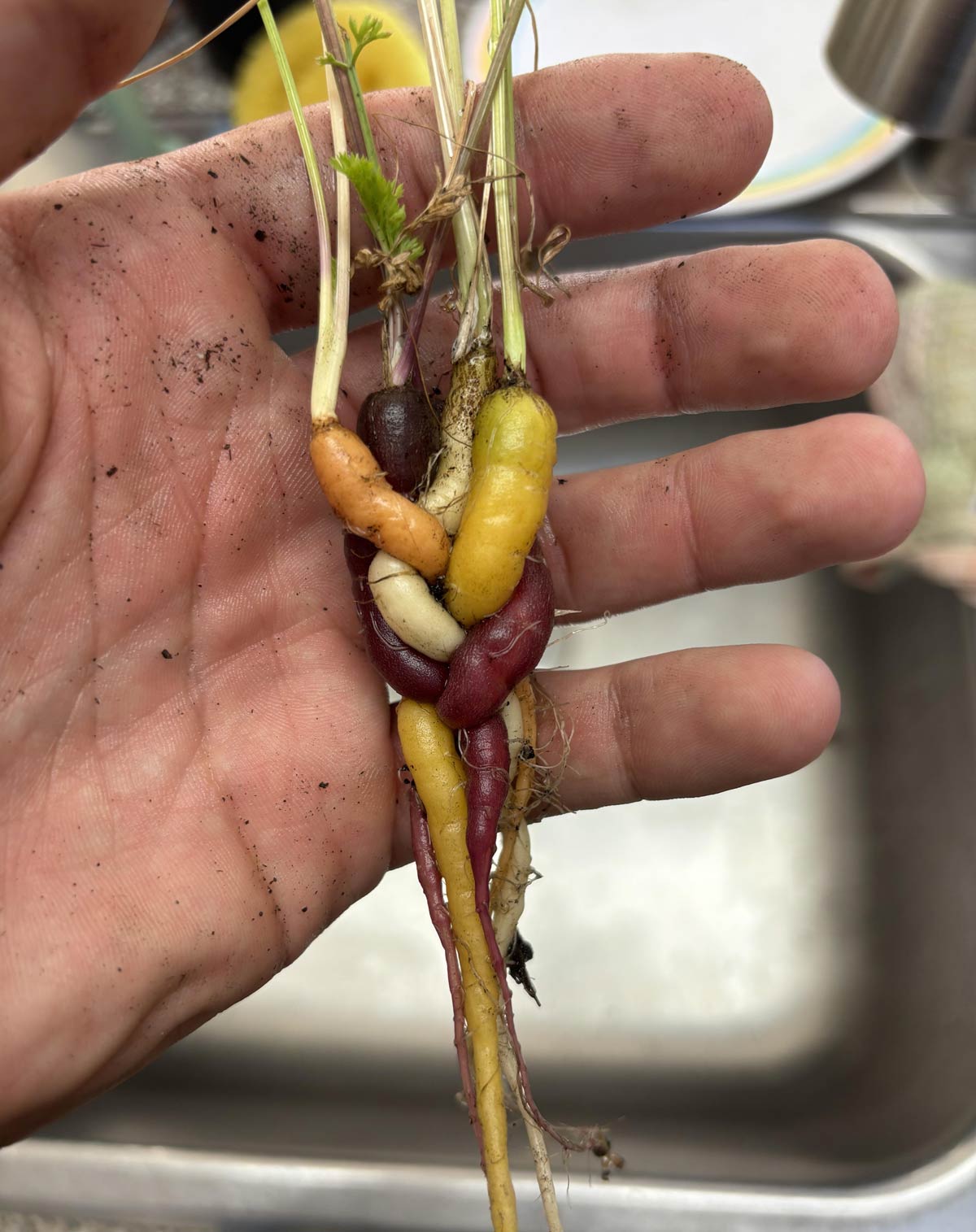 My mom grew braided carrots