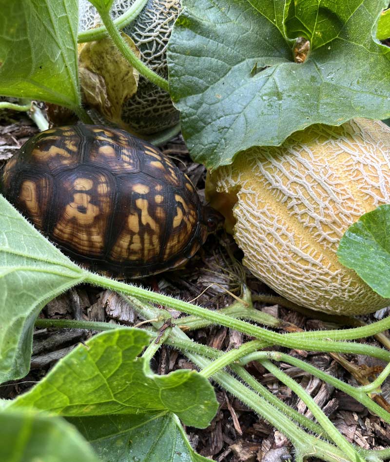 My first ripe cantaloupe